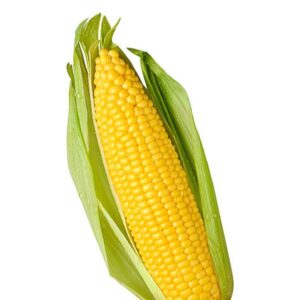 Maize