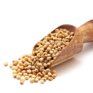 Sorghum