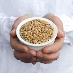 Wheat