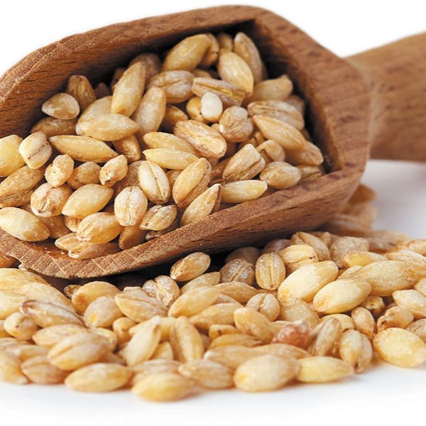 Barley