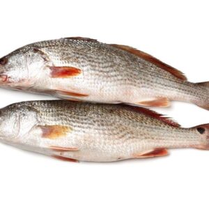 Croaker